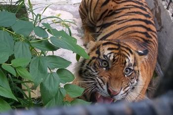 Ngeri, Kawanan Harimau Terkam Dua Sapi Warga Siak